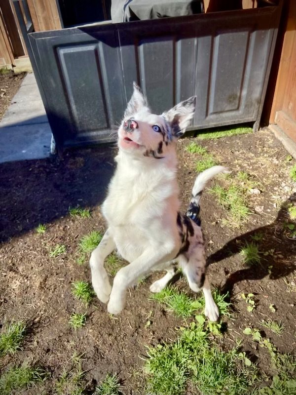 PANORAMA PET PALS Updated September 2024 Request a Quote Calgary