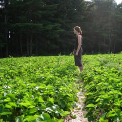 Stevenson Strawberries