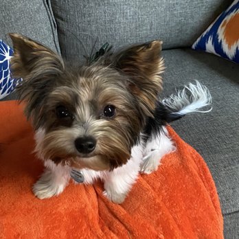 Puppy Momo's Mobile Grooming - Pet Groomers Near Me
