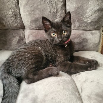 Cuddles and Tails Pet Services - Pet Sitting Near Me - New York, New York Cuddles and Tails Pet Services - Pet Sitting Near Me - New York, New York