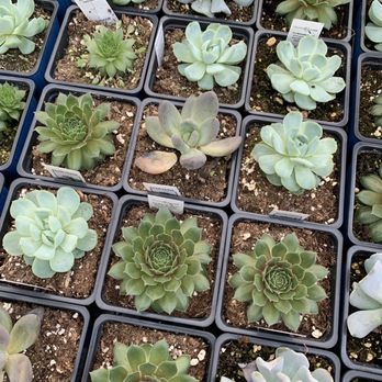 Country Boy's - Nurseries & Gardening Near Me - Greenville, South Carolina