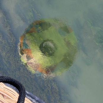 Seattle Ballooning - Walla Walla - Our reflection below the basket in the river . - Hot Air Balloons Near Me
