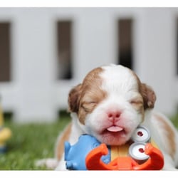 Apex Animal Clinic - apex vet clinic airdrie