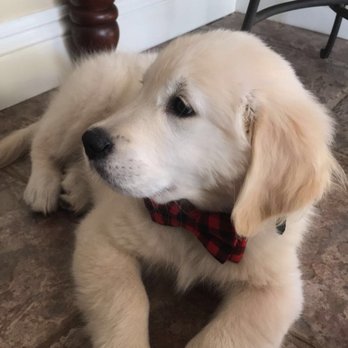 golden meadows retrievers