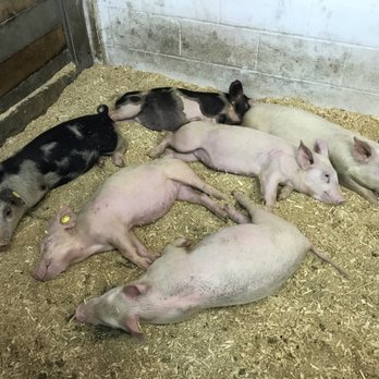 Cumberland County Fair Grounds - Napping bacon. - Festivals Near Me - Cumberland, Maine