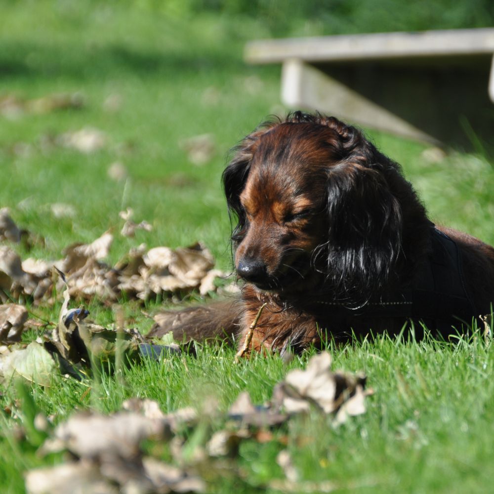 THE BEST 10 PET SERVICES in MONTFOORT, UTRECHT, THE NETHERLANDS - Updated  2026 - Hours - Yelp, image size:1000x1000