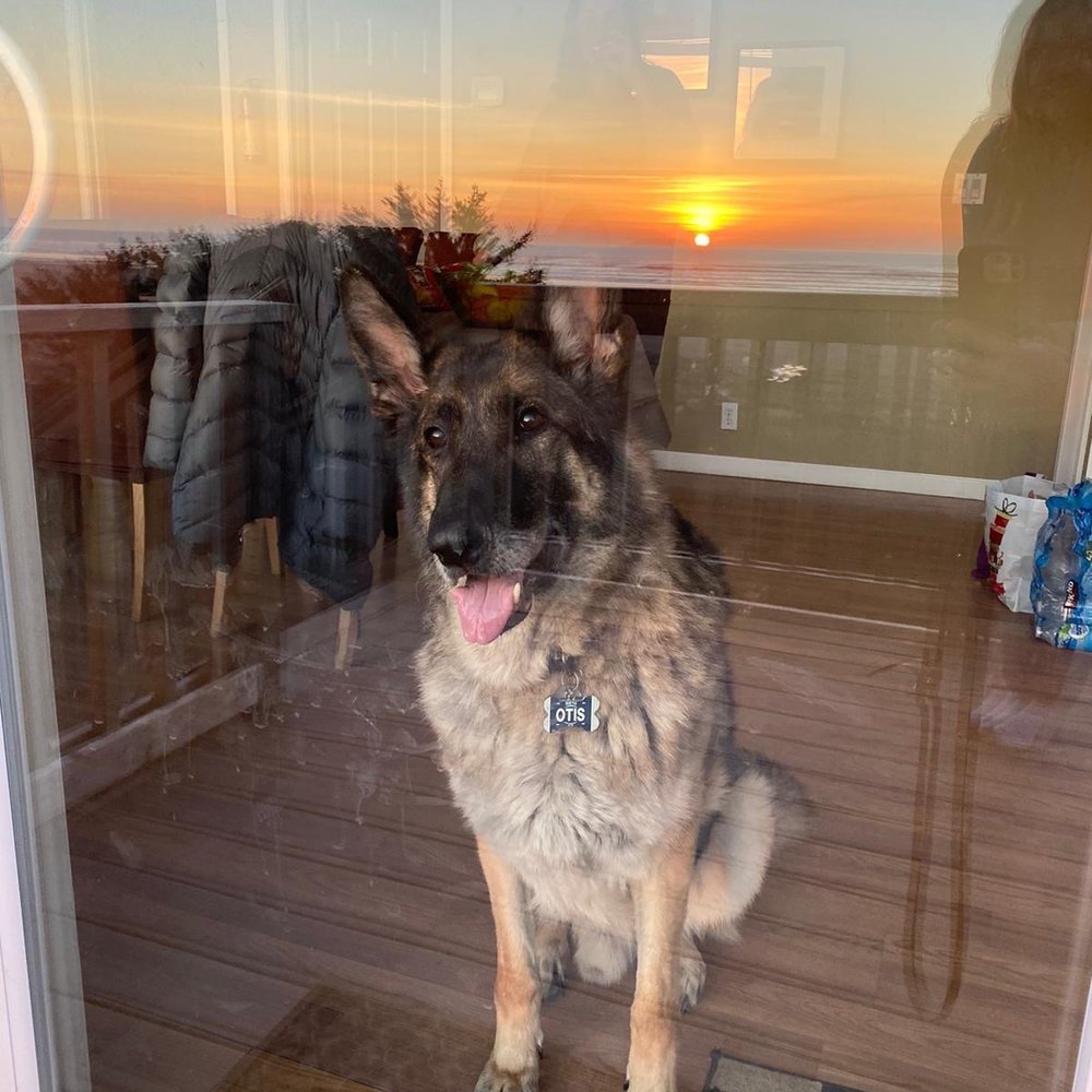 Retreats And Reunions - My dog loves the beach! It was his first time seeing the ocean. - Guest Houses Near Me - Moclips, Washington Retreats And Reunions - My dog loves the beach! It was his first time seeing the ocean. - Guest Houses Near Me - Moclips, Washington