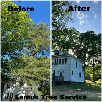 Lemus Tree Services - Tree Services Near Me - Henrico, Virginia Lemus Tree Services - Tree Services Near Me - Henrico, Virginia