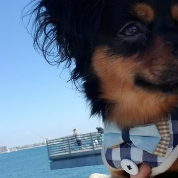 Pier J Fishing Spot - Doggie approved. We spent a couple of hours sitting on a bench in the shade. - Fishing Near Me - Long Beach, California