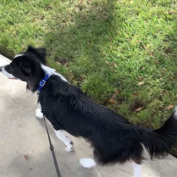 Athens Dog Training - Castro Valley - More loose leash walking - Pet Training Near Me - Castro Valley, California