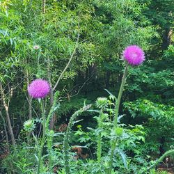 Sandy Bottom Nature Park - Thistle flower