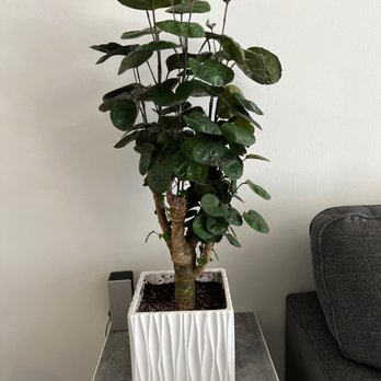 Sunset Nursery - Nurseries & Gardening Near Me - Los Angeles, California