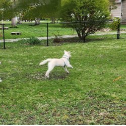 Schwind Contracting Company - Our puppy got her fence, and she couldn't be happier!