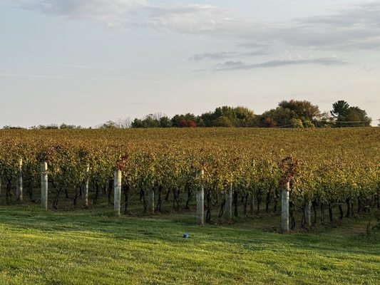 Big Cork Vineyards by null