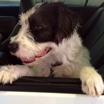 4 Paws Grooming - My happy, clean dog. Thanks Maria! - Pet Groomers Near Me - Lancaster, California 4 Paws Grooming - My happy, clean dog. Thanks Maria! - Pet Groomers Near Me - Lancaster, California