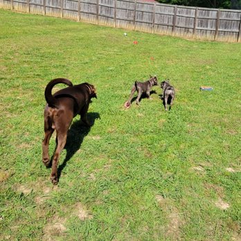 J's Doggy Staycation - Pet Training Near Me J's Doggy Staycation - Pet Training Near Me