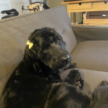 Splish Splash Wags - Poppy loves her bows - Pet Groomers Near Me - Long Beach, California