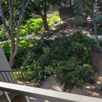 Softscapes Corporation - Blocked in our apartment. Tree branches covering bottom 3 stairs and all around. - Landscaping Near Me - Orange, California Softscapes Corporation - Blocked in our apartment. Tree branches covering bottom 3 stairs and all around. - Landscaping Near Me - Orange, California