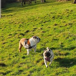 doggy day care sharston