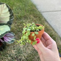 Brady Nursery - String of Turtles