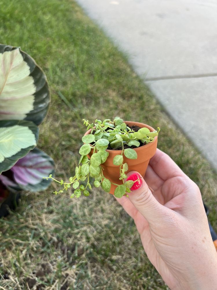 BRADY NURSERY Updated September 2024 10 Photos 11200 W Kellogg St