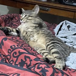 Even our kitty loves it here