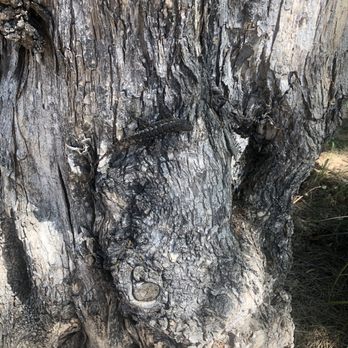 Arlington Garden in Pasadena - Do you see him?! March 31, 2021 - Botanical Gardens Near Me - Pasadena, California Arlington Garden in Pasadena - Do you see him?! March 31, 2021 - Botanical Gardens Near Me - Pasadena, California