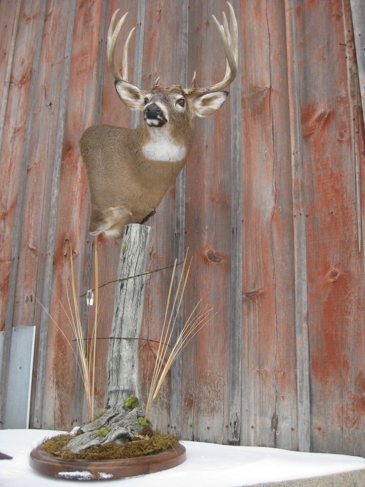 Olden Road Taxidermy - taxidermy in Ripon, WI