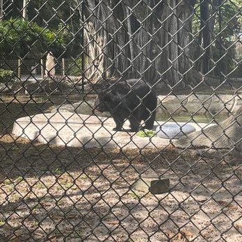 Naples Zoo - Black bear - Zoos Near Me - Naples, Florida