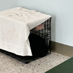 Pedro Pet Pals - My cat ‍