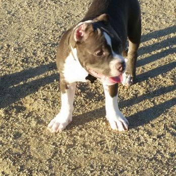 North Natomas Regional Park - USO 16 weeks - Dog Parks Near Me - Sacramento, California North Natomas Regional Park - USO 16 weeks - Dog Parks Near Me - Sacramento, California