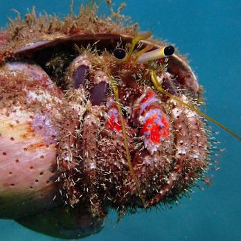 Limitless Dive Co. Maui - Scuba Diving Near Me Limitless Dive Co. Maui - Scuba Diving Near Me