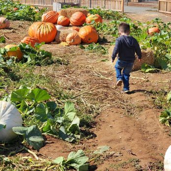 Bishop's Pumpkin Farm - Pumpkin romping - Christmas Trees Near Me - Wheatland, California Bishop's Pumpkin Farm - Pumpkin romping - Christmas Trees Near Me - Wheatland, California