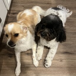 Happy puppies Happy puppies