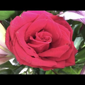 Sweet Leilani Flower Shop - Close up rose from the special bouquet of the day! - Floral Designers Near Me Sweet Leilani Flower Shop - Close up rose from the special bouquet of the day! - Floral Designers Near Me