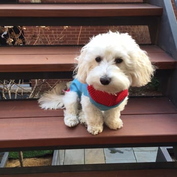 Pierce's Precious Puppies - We love our puppies from Pierce's Precious Puppies! - Pet Breeders Near Me Pierce's Precious Puppies - We love our puppies from Pierce's Precious Puppies! - Pet Breeders Near Me