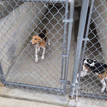 Paws Crossed - Pet Adoption Near Me - Elmsford, New York Paws Crossed - Pet Adoption Near Me - Elmsford, New York
