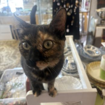 Caring About The Strays - Thrift Stores Near Me - Westwood, New Jersey Caring About The Strays - Thrift Stores Near Me - Westwood, New Jersey