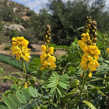 Sage Hill Ranch Gardens - Attraction Farms Near Me - Escondido, California Sage Hill Ranch Gardens - Attraction Farms Near Me - Escondido, California