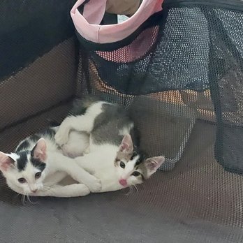 Homeward Bound Cat Adoptions - Oliver and Olivia (formerly Cinnamon Twist and Taco Belle) - Animal Shelters Near Me - Las Vegas, Nevada