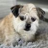 Becca's Pet Mecca Luxury Mobile Pet Grooming gift card
