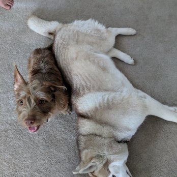 WAGS Pet Adoption - Ace loves my dog! - Animal Shelters Near Me - Westminster, California WAGS Pet Adoption - Ace loves my dog! - Animal Shelters Near Me - Westminster, California