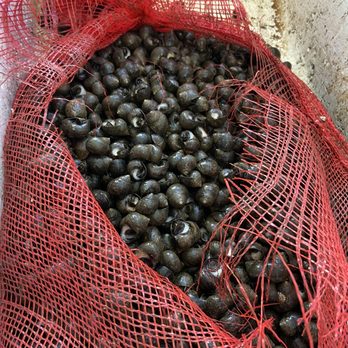 Ocean Seafood Market - a mesh bag full of black olives - Seafood Markets Near Me - San Francisco, California Ocean Seafood Market - a mesh bag full of black olives - Seafood Markets Near Me - San Francisco, California