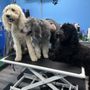 Photo of Perfect Pups Spa