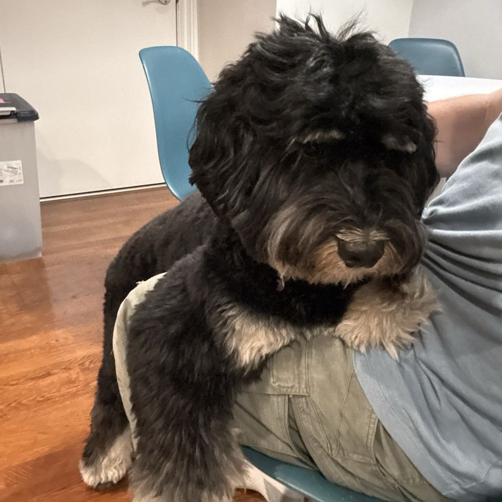 Natural Goldendoodle - Bennett - Pet Breeders Near Me Natural Goldendoodle - Bennett - Pet Breeders Near Me