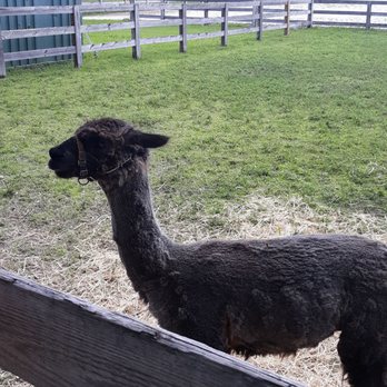Wellington Conservation Center - Rescued from a horrible situation, Mocha now has a wonderful life - Petting Zoos Near Me - Wellington, Florida