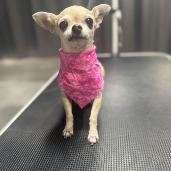 M&M’s Pet Spa - Pet Groomers Near Me - Visalia, California M&M’s Pet Spa - Pet Groomers Near Me - Visalia, California