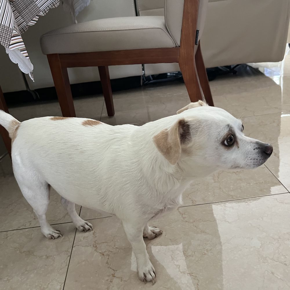 South Florida Pet Emergency - Olaf - Veterinarians Near Me - Hialeah, Florida