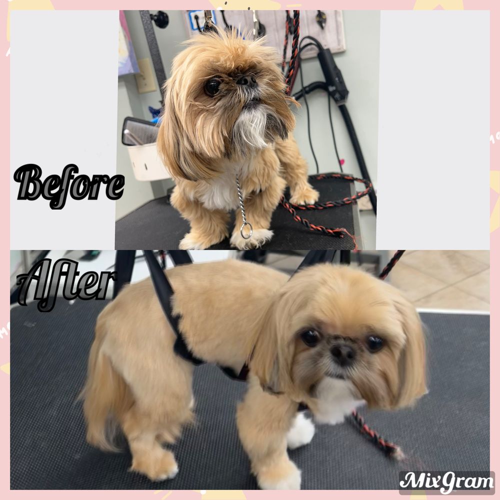 LITTLE FOOTPRINTS Request an Appointment Magnolia, Ohio Pet