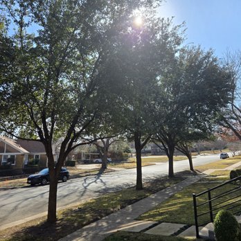Mercer Tree Service - Trimming and pruning. - Tree Services Near Me - Fort Worth, Texas Mercer Tree Service - Trimming and pruning. - Tree Services Near Me - Fort Worth, Texas